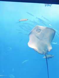 【沖繩水族館】親子遊好去處！近距離觀賞鯨鯊