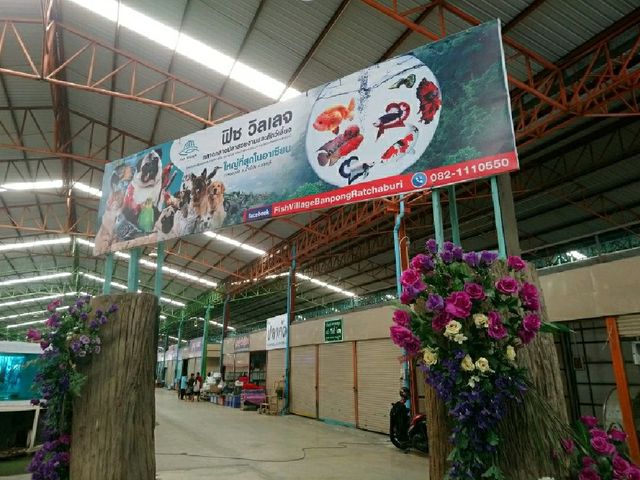 ตลาดกลางปลาสวยงาม fish village บ้านโป่ง