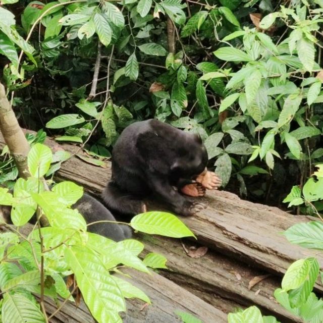 🇲🇾 Sunbear Sanctuary: Embrace the Charm of Borneo's Little Giants