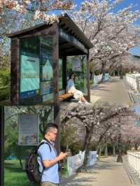 A Romantic Spring Escape: The Perfect Couple's Travel Experience in Gyeongju