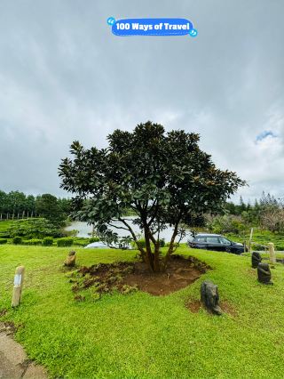 🇲🇺 Bois Cheri Plantation 
