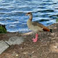 👑里士滿公園～自然之美🎩