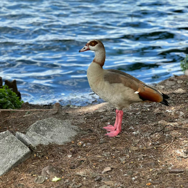 👑里士滿公園～自然之美🎩