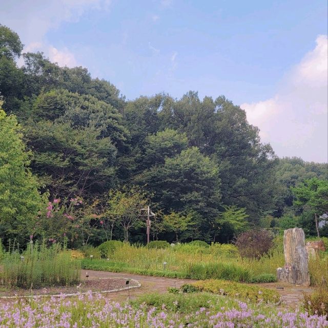 가을 꽃들이 가득한 부천자연생태공원