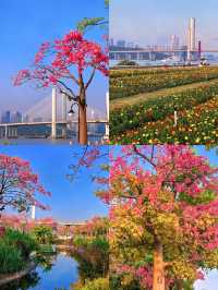 橫琴花海長廊：自然與浪漫的完美結合🌸🌿