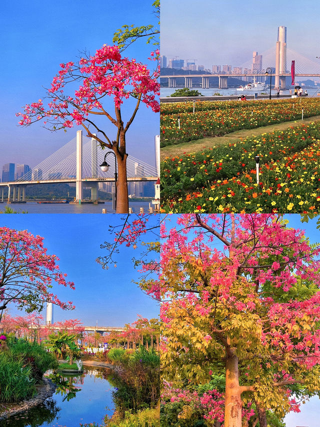 橫琴花海長廊：自然與浪漫的完美結合🌸🌿