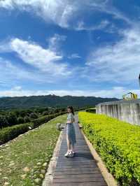 苗栗銅鑼 散步放空賞山巒