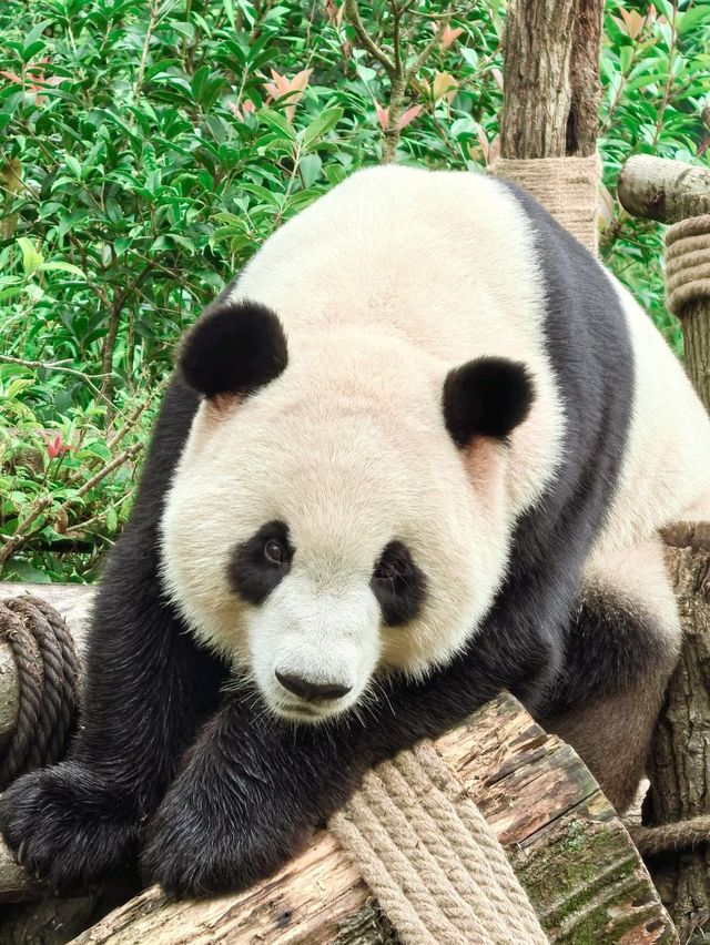 Get Close with Cute Panda in Chengdu Panda Base