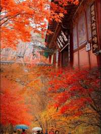韓國海印寺秋之色