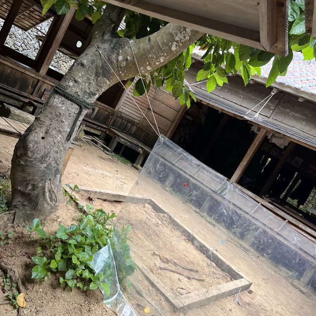 【沖縄】いろんなことがひとつの場所で体験できる⛱️🏝️