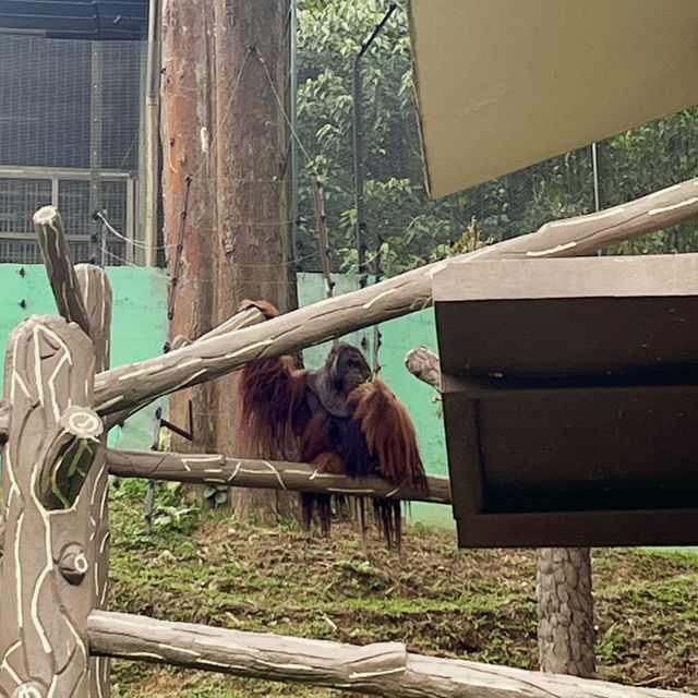 🇲🇾馬來西亞吉隆坡-Zoo Negara Malaysia 