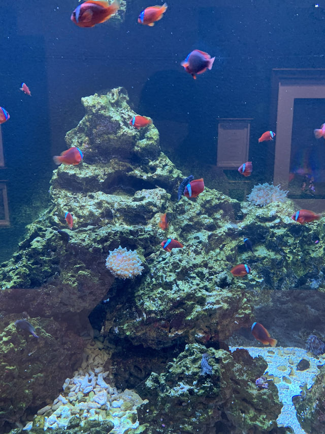 神戸　新感覚！！アート🎨✖️水族館🐟