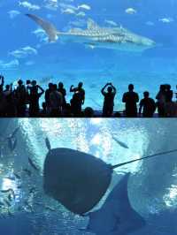 沖繩水族館觀賞海洋生物之美