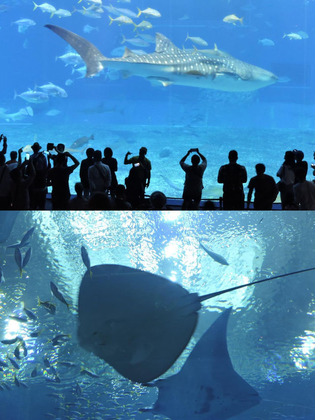沖繩水族館觀賞海洋生物之美