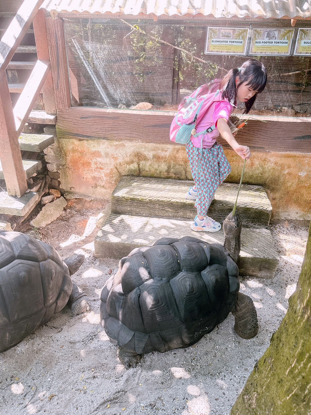 馬來西亞城市の農場像熱帶叢林，動物們像在比誰更可愛的動物園！