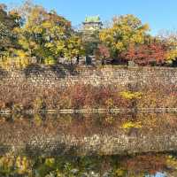 🍂銀杏黃葉輕輕落 🏯秋風吹拂大阪城 