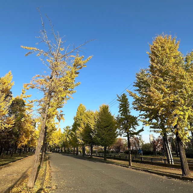 🍂銀杏黃葉輕輕落 🏯秋風吹拂大阪城 