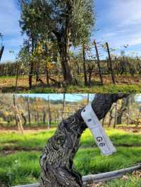 「11月酒店試睡員」- Biondi Santi葡萄園：紅酒之父Brunello Di Montalcino的葡萄園