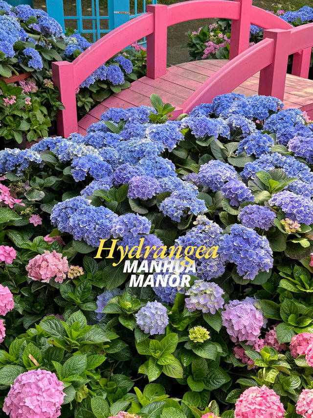 🌸Hydrangea Garden 🪴 Manhua Manor