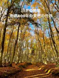 【新潟×日本の絶景】 360℃黄色の世界～樹齢100年の美しい林