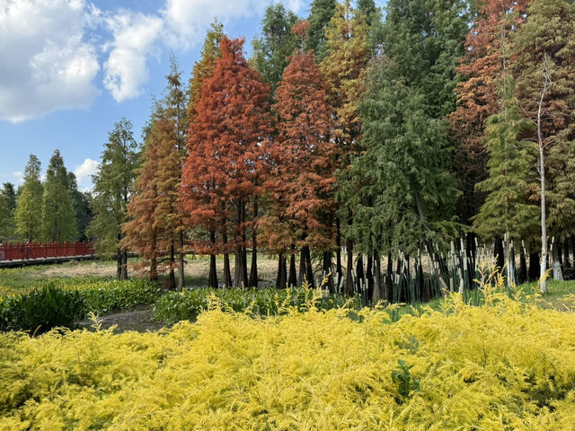  Golden Moments: Autumn Stroll at Haidong Wetlands Park