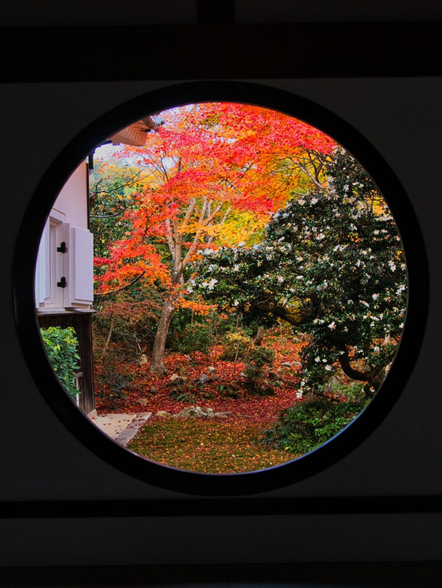 【紅葉特集】窓越しに見る紅葉🍁「そうだ 京都、行こう。」の舞台にもなった禅を感じるスポット✨