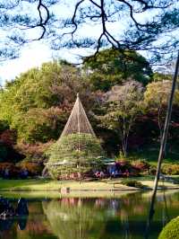【東京×紅葉】  六義園  素晴らしい雪吊りと紅葉のリフレ