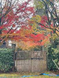 【湯布院】感動！亀の井別荘の素晴らしい紅葉✨