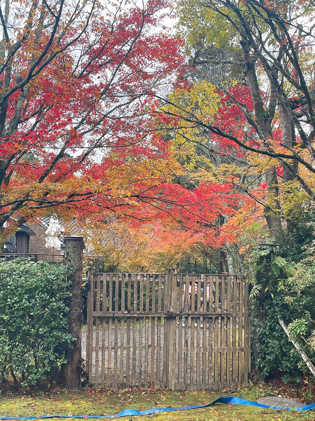 【湯布院】感動！亀の井別荘の素晴らしい紅葉✨