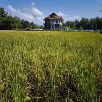 Grindsize Evergreen CNX at Breathe - Rice Valley 