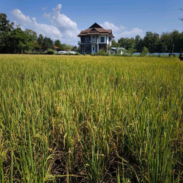 Grindsize Evergreen CNX at Breathe - Rice Valley 