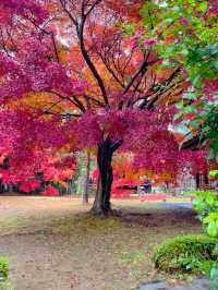 京都嵯峨野の紅葉穴場スポット😊🍁清凉寺🍁