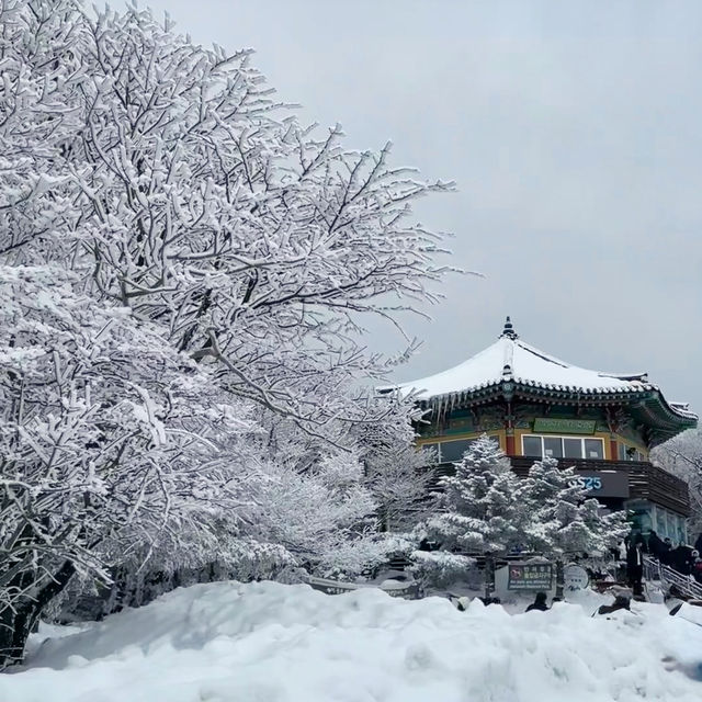 Winter Wonderland: Hiking Hallasan in Jeju’s Snowy Embrace
