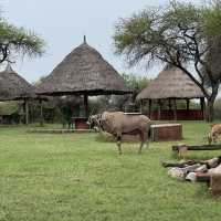 Magnificent Antelope at Nguuni