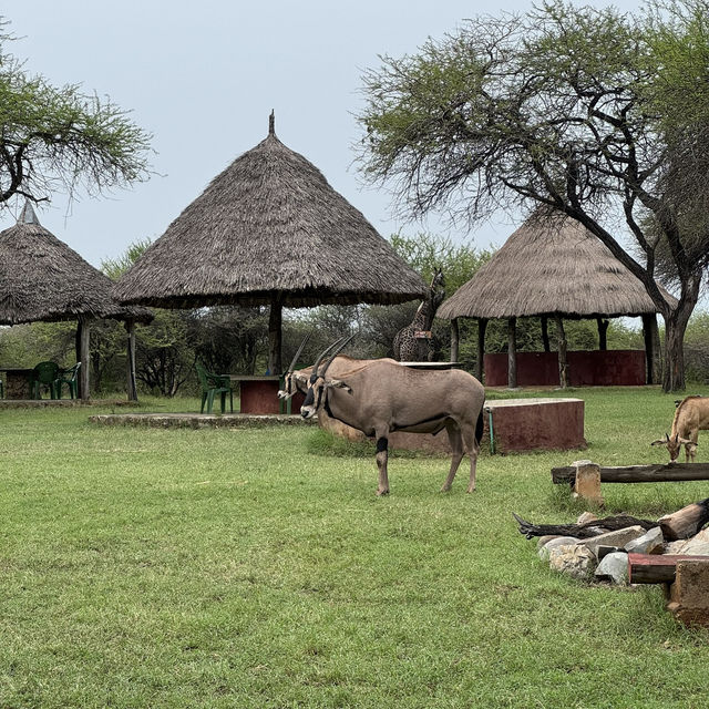 Magnificent Antelope at Nguuni
