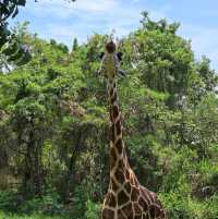 Bali Safari & Marine Park