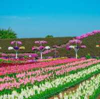   สวนเมเปิ้ล สวนดอกไม้ที่กำลังบานสวยวิวสุดอลังการ