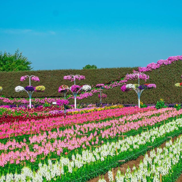   สวนเมเปิ้ล สวนดอกไม้ที่กำลังบานสวยวิวสุดอลังการ