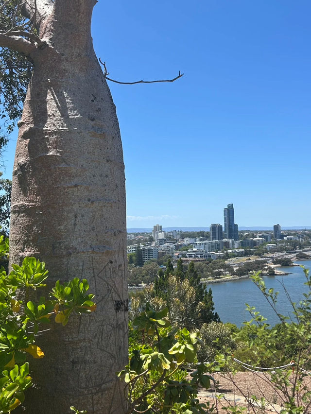 Perth 必去兩大景點～Perth 偶遇周杰倫同款藍色小屋 💙 Kings Park and Botanic Garden 國王公園