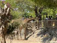 KING'S GARDEN