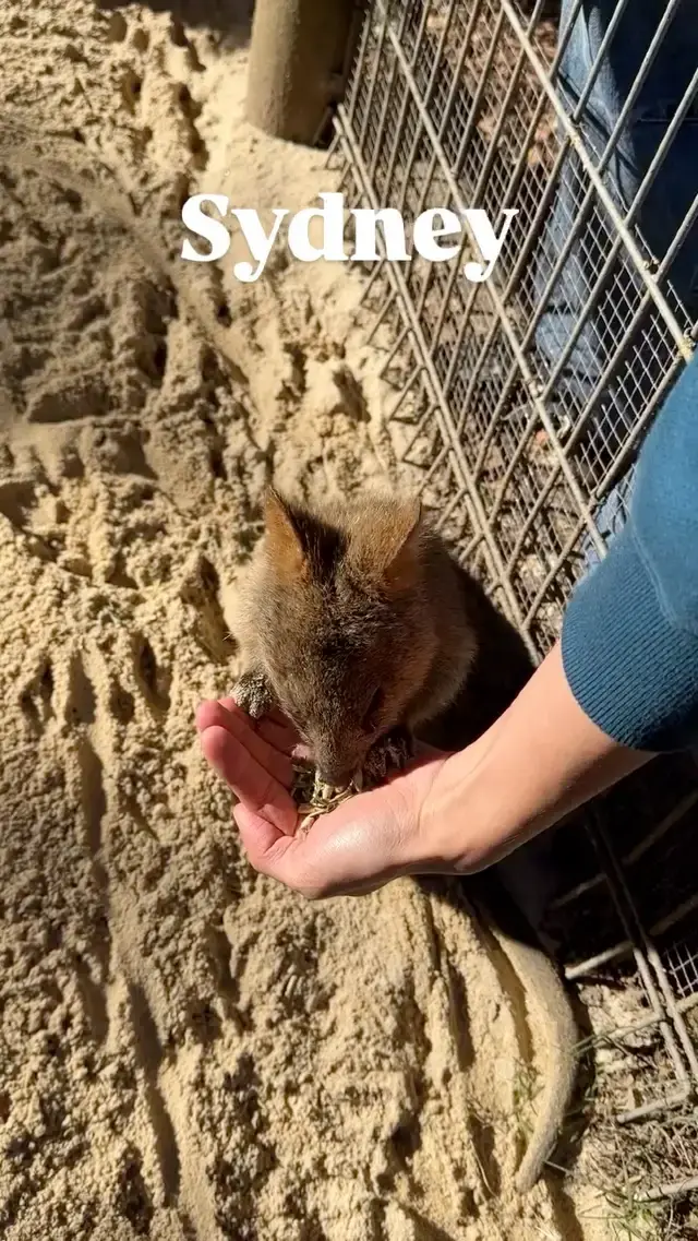 시드니 여행 🐨