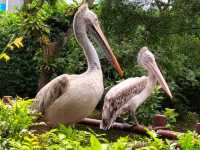Jurong Bird Park