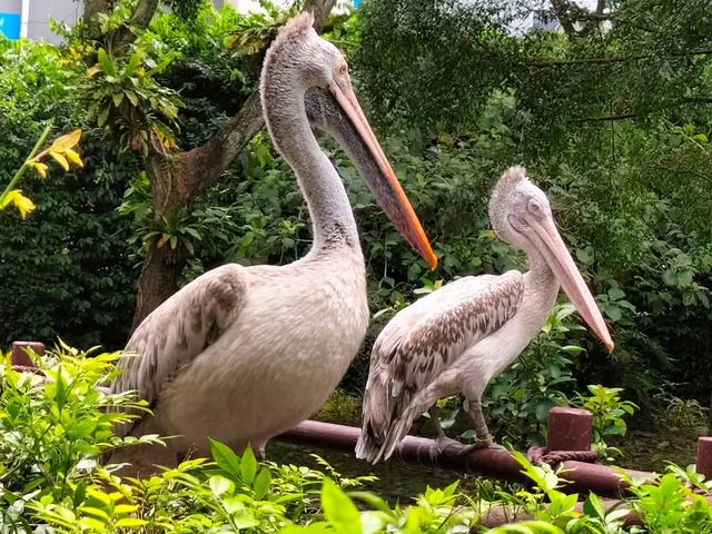 Jurong Bird Park