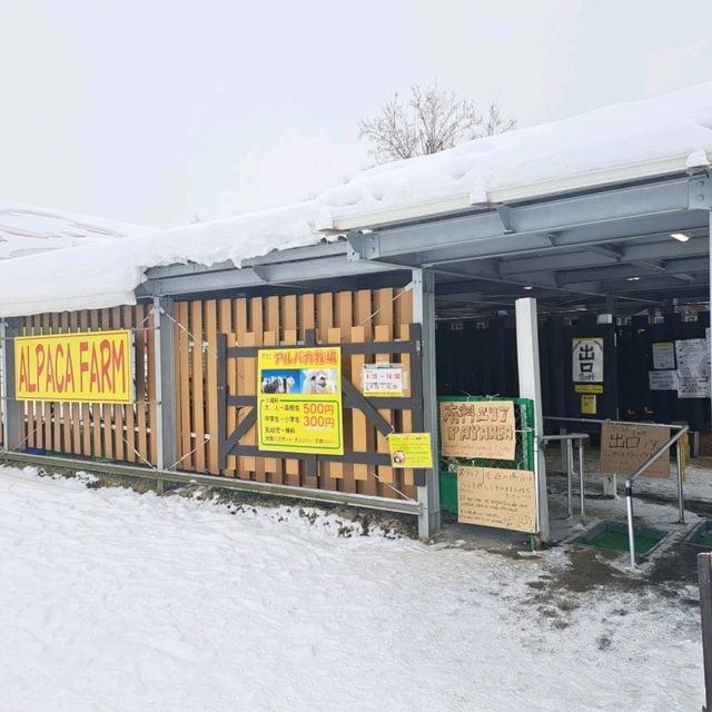 北海道旅遊🥳四季彩之丘雪景打卡熱點💓自駕雪車體驗分享🛞