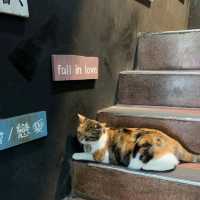 cats 