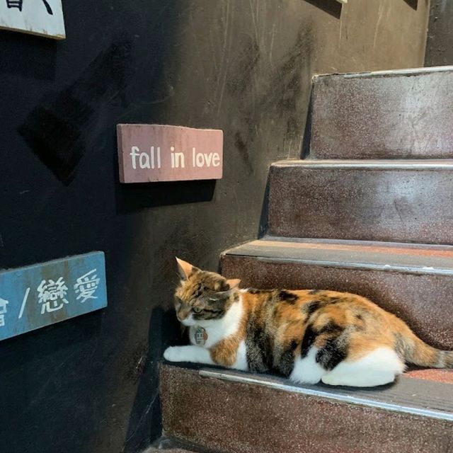 cats 