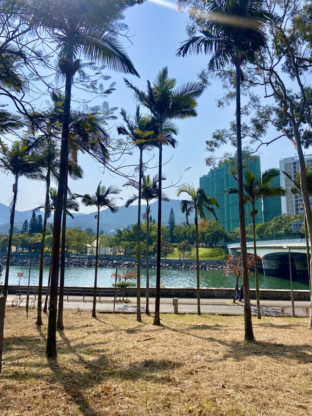 🚶‍♀️‍➡️🌸 人在花叢中｜香港賞花野餐首選海濱公園🥇🌹🌈