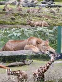 Embrace the Wild: My Adventure at Taman Safari Indonesia