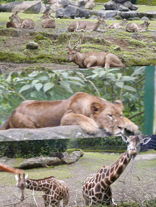 Embrace the Wild: My Adventure at Taman Safari Indonesia