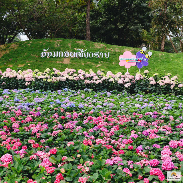 เชียงรายดอกไม้งาม 